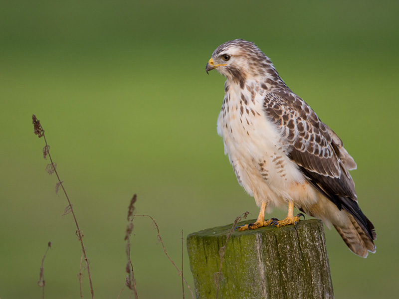 Buteo buteo Buizerd Common Buzzard